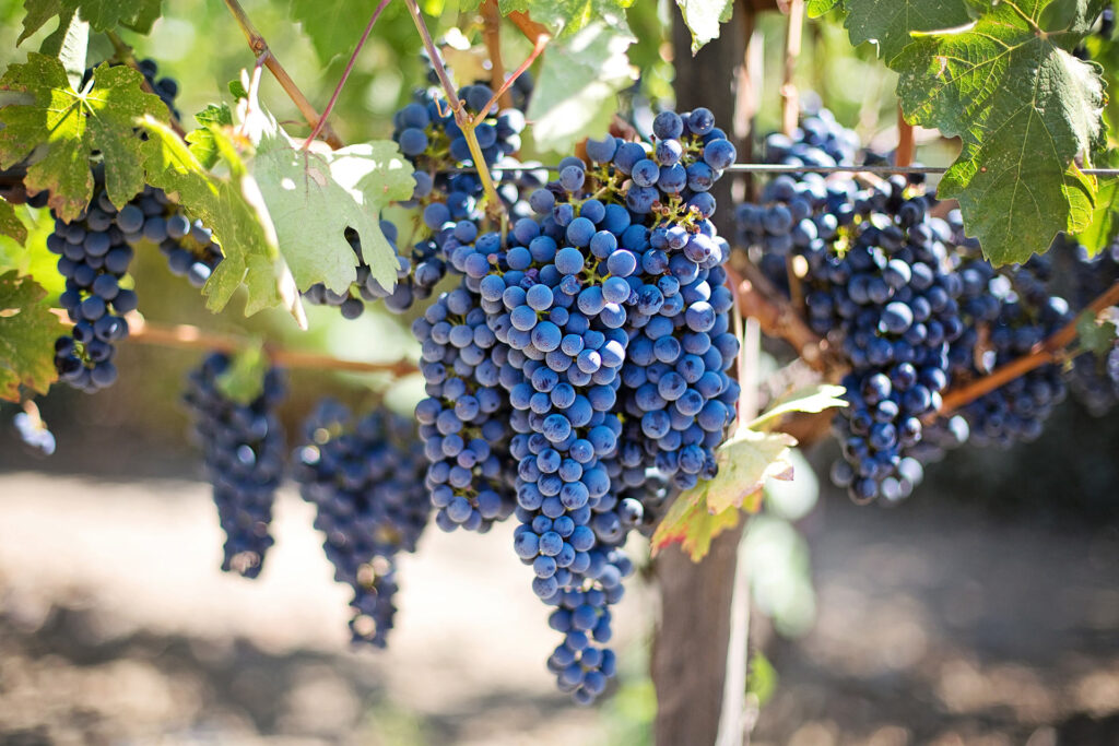 Ripe grapes on the vine at Massenez Family Wine Estate vineyard in Chile's Alto Cachapoal region.